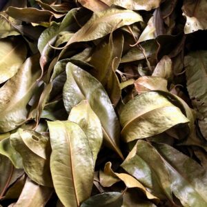 Jamaican Pimento Leaves, Allspice Leaves, Hand Picked Organic leaves - BULK ORDER