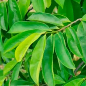 100 Jamaican Soursop leaves for tea