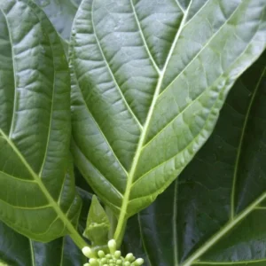 10 Pieces Whole Dried Jamaican Noni Leaf - Organic Morinda Citrifolia - Natural Immune Support & Anti-Inflammatory Herbal Tea