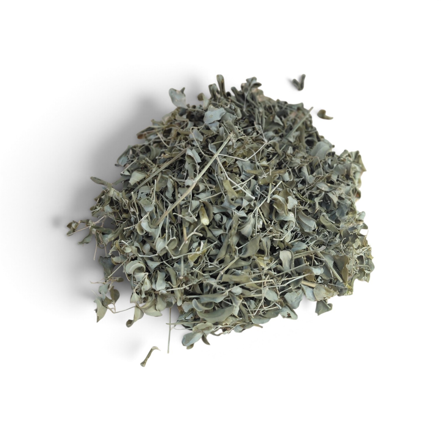 dried Jamaican moringa leaves ready for brewing herbal tea