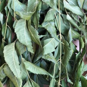 Organic wildcrafted dried neem leaves harvested fresh from Jamaica
